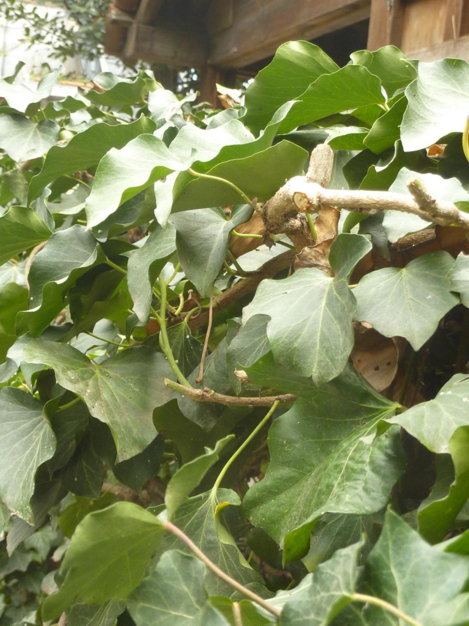 Gardens In Vake, Tbilisi Ξενοδοχείο Εξωτερικό φωτογραφία