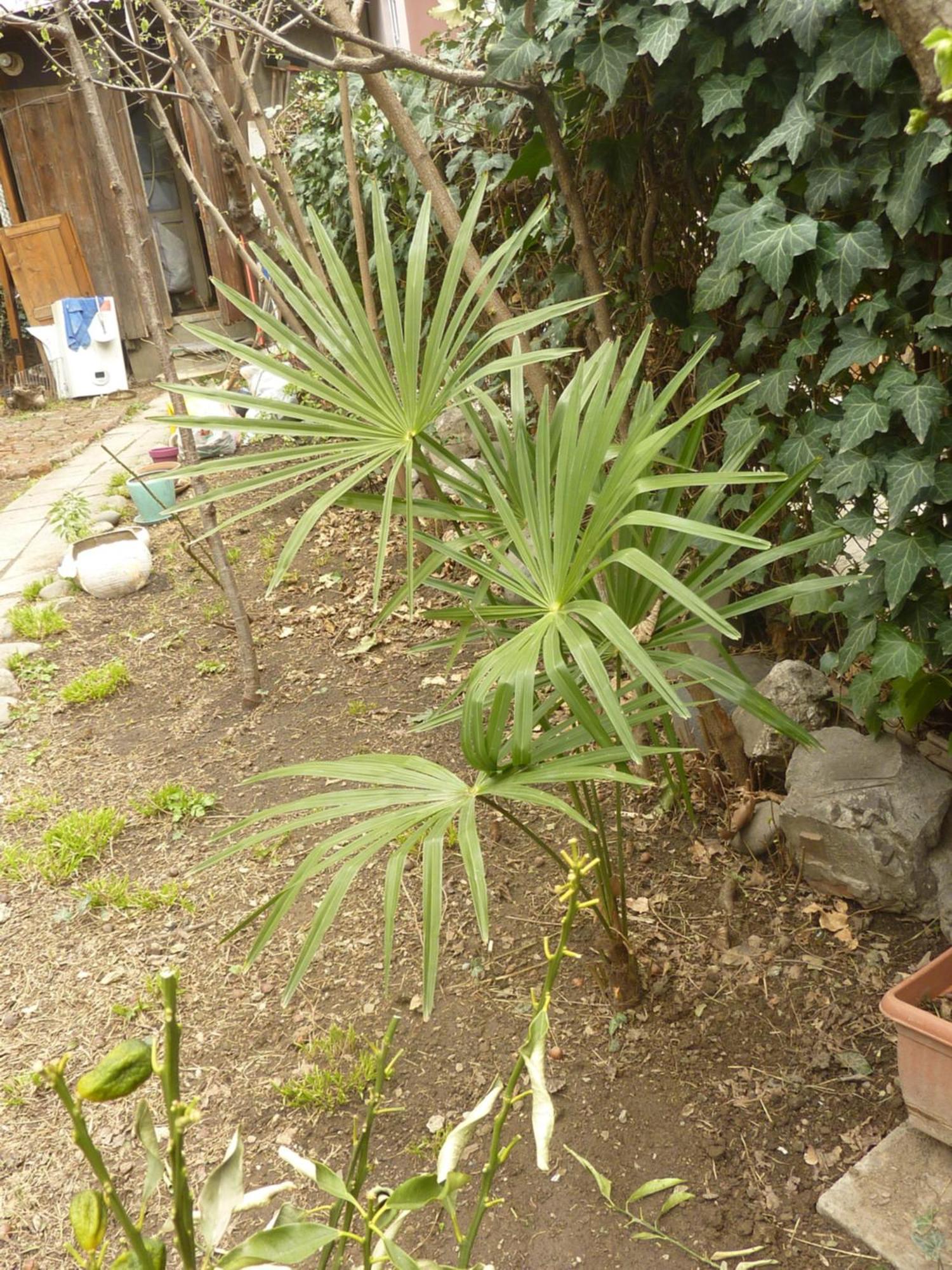 Gardens In Vake, Tbilisi Ξενοδοχείο Εξωτερικό φωτογραφία
