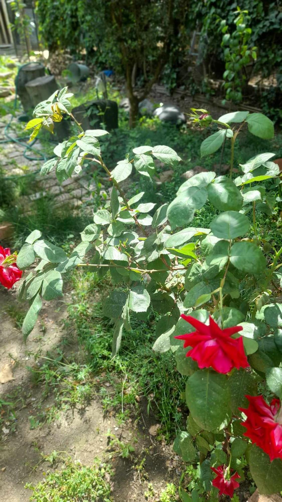 Gardens In Vake, Tbilisi Ξενοδοχείο Εξωτερικό φωτογραφία